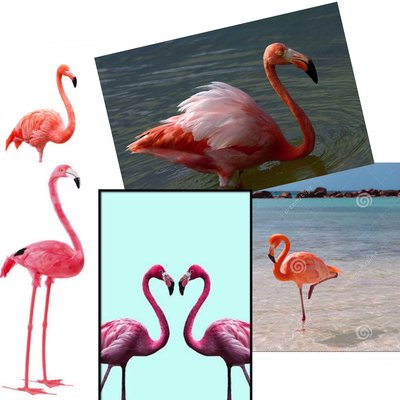 Flamingo Collage.jpg